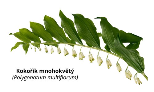 Kokořík mnohokvětý (Polygonatum multiflorum)